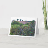 Mediterranean Buckthorn, Rhamnus Alaternus Plant Kaart (Voorkant)