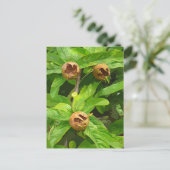 MEDLAR FRUIT BRIEFKAART (Staand voorkant)
