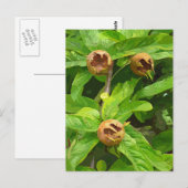 MEDLAR FRUIT BRIEFKAART (Voorkant / Achterkant)