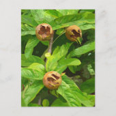 MEDLAR FRUIT BRIEFKAART (Voorkant)