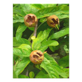 MEDLAR FRUIT FOTO AFDRUK (Voorkant)