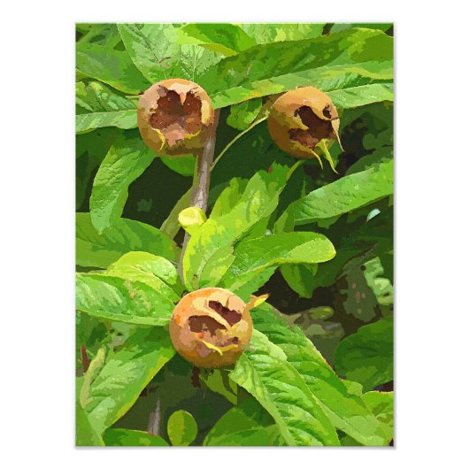 MEDLAR FRUIT FOTO AFDRUK (Voorkant)