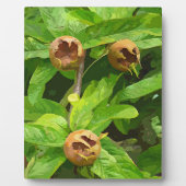 MEDLAR FRUIT FOTOPLAAT (Voorkant)