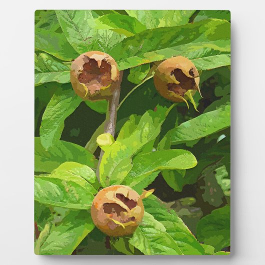 MEDLAR FRUIT FOTOPLAAT (Voorkant)