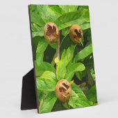 MEDLAR FRUIT FOTOPLAAT (Zijkant)