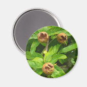 MEDLAR FRUIT MAGNEET (Voorkant / Achterkant)