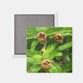 MEDLAR FRUIT MAGNEET (Voorkant / Achterkant)