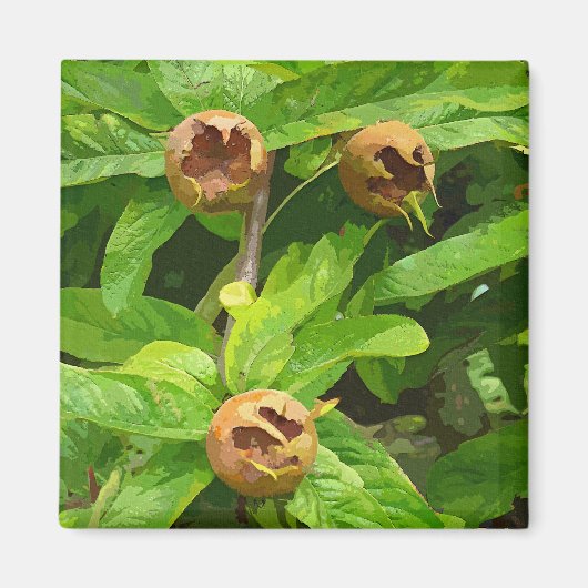 MEDLAR FRUIT MAGNEET (Voorkant)
