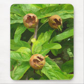 MEDLAR FRUIT MUISMAT (Voorkant)