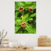 MEDLAR FRUIT POSTER (Keuken)