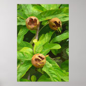 MEDLAR FRUIT POSTER (Voorkant)