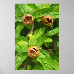 MEDLAR FRUIT POSTER