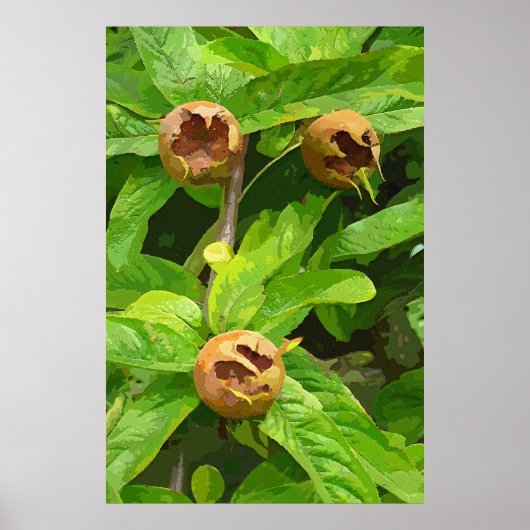 MEDLAR FRUIT POSTER (Voorkant)