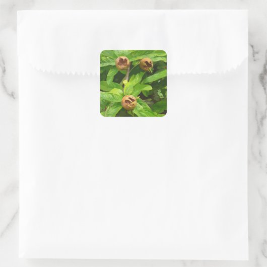 MEDLAR FRUIT VIERKANTE STICKER (Tas)