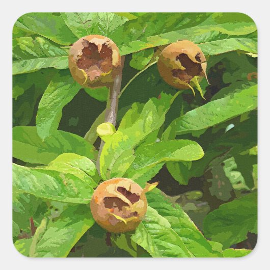 MEDLAR FRUIT VIERKANTE STICKER (Voorkant)
