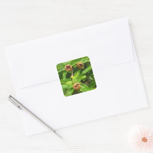 MEDLAR FRUIT VIERKANTE STICKER (Envelop)
