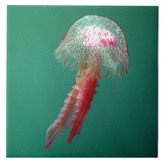 Medusa Jellyfish Tile Tegeltje (Voorkant)