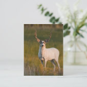 Meeker's White Buck 2 Briefkaart (Staand voorkant)