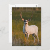 Meeker's White Buck 2 Briefkaart (Voorkant / Achterkant)