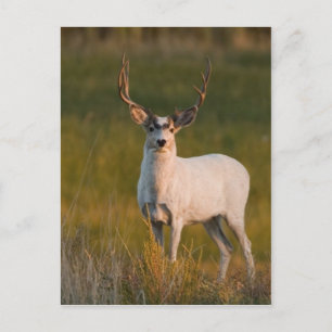 Meeker's White Buck 2 Briefkaart