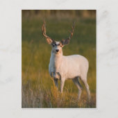 Meeker's White Buck 2 Briefkaart (Voorkant)