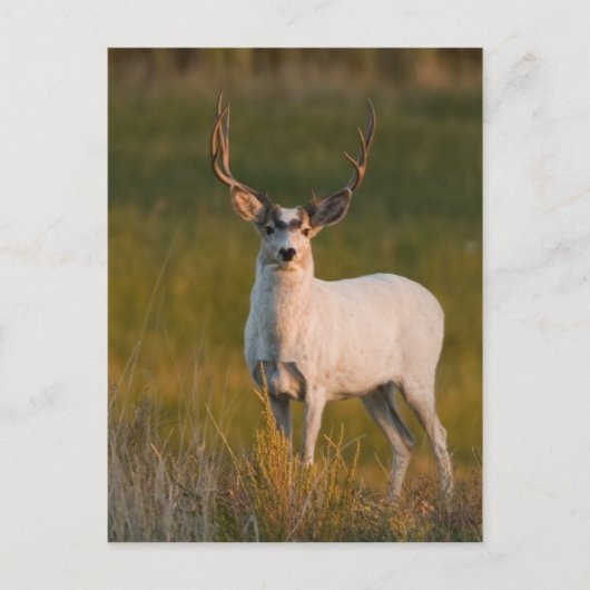 Meeker's White Buck 2 Briefkaart (Voorkant)