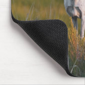 Meeker's White Deer 2 Muismat (Hoek)