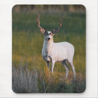 Meeker's White Deer 2 Muismat