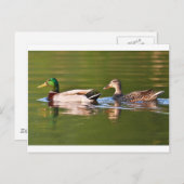 Meel en Vrouw Mallard Ducks zwemmen Briefkaart (Voorkant / Achterkant)