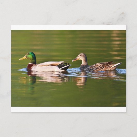 Meel en Vrouw Mallard Ducks zwemmen Briefkaart (Voorkant)