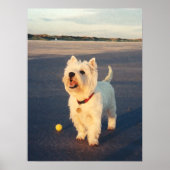 Meer alsjeblieft! Westie Ball Poster (Voorkant)