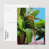 Meer bananen briefkaart (Voorkant / Achterkant)