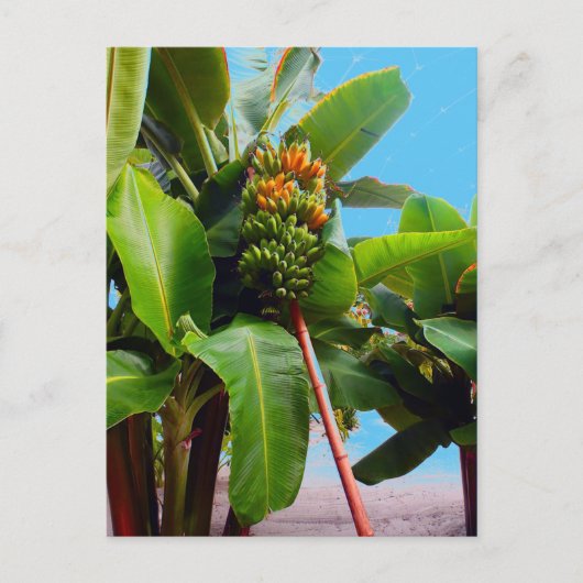 Meer bananen briefkaart (Voorkant)