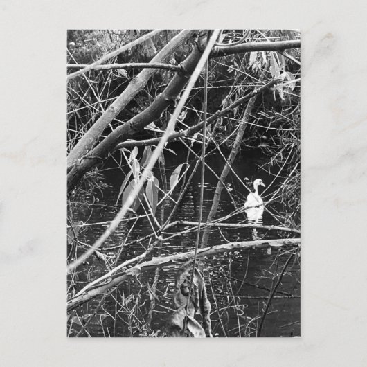 meer briefkaart (Voorkant)