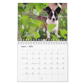 Meer Corgis (met blogs) Mini Calendar Kalender (Mar 2026)