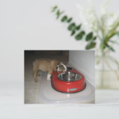 meer dan je kunt kauwen briefkaart (Staand voorkant)