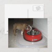 meer dan je kunt kauwen briefkaart (Voorkant / Achterkant)