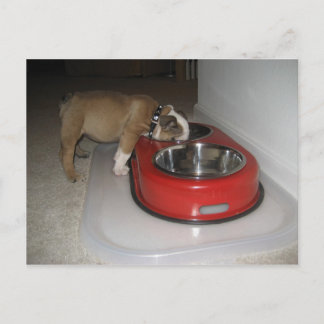 meer dan je kunt kauwen briefkaart