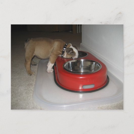 meer dan je kunt kauwen briefkaart (Voorkant)