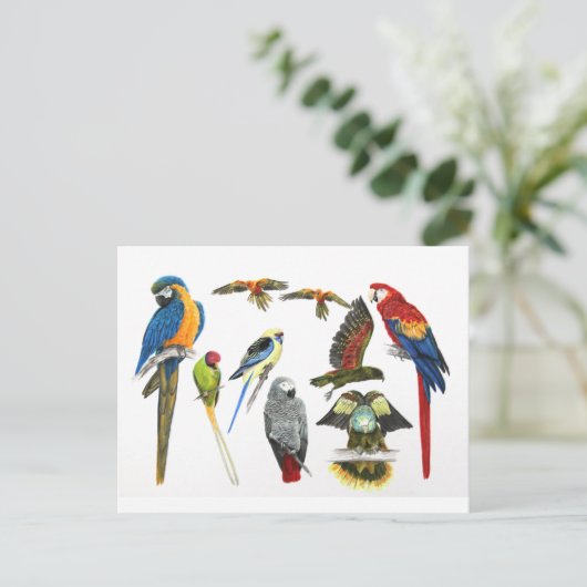 meer en meer parrots voor al uw cadeaus briefkaart (Staand voorkant)
