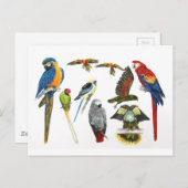 meer en meer parrots voor al uw cadeaus briefkaart (Voorkant / Achterkant)