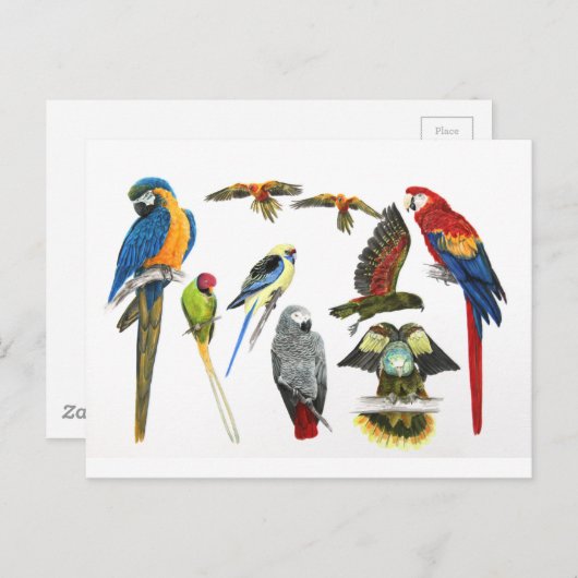 meer en meer parrots voor al uw cadeaus briefkaart (Voorkant / Achterkant)