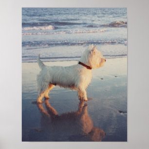 Meer graag! Westie Bal Poster