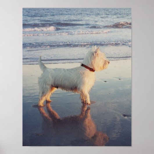 Meer graag! Westie Bal Poster (Voorkant)