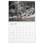 Meer Kittens Muurkalender - HAMbyWG Kalender (Mar 2027)
