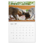 Meer Kittens Muurkalender - HAMbyWG Kalender (Mar 2027)