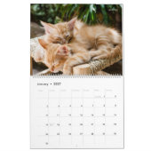 Meer Kittens Muurkalender - HAMbyWG Kalender (Jan 2027)