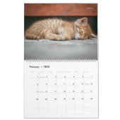 Meer Kittens wandkalender - HAMbyWG Kalender (Feb 2026)