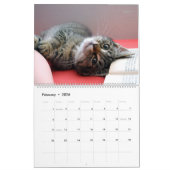 Meer Kittens wandkalender - HAMbyWG Kalender (Feb 2026)