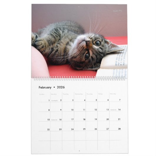 Meer Kittens wandkalender - HAMbyWG Kalender (Feb 2026)